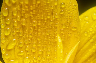 portakal kozmosu, ıslak yapraklı sülfür.