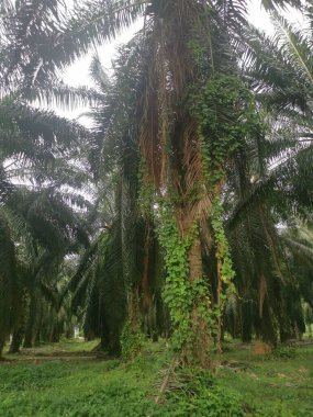 Palmiye dallarından veya etrafından sarkan tanımlanamayan sarmaşık otları.