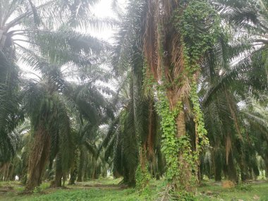 Palmiye dallarından veya etrafından sarkan tanımlanamayan sarmaşık otları.
