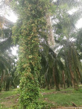 Palmiye dallarından veya etrafından sarkan tanımlanamayan sarmaşık otları.