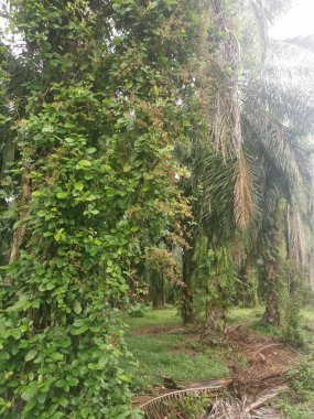 Palmiye dallarından veya etrafından sarkan tanımlanamayan sarmaşık otları.