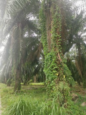 Palmiye dallarından veya etrafından sarkan tanımlanamayan sarmaşık otları.