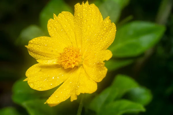 Cosmos Sulfúrico Laranja Com Pétalas Húmidas — Fotografia de Stock