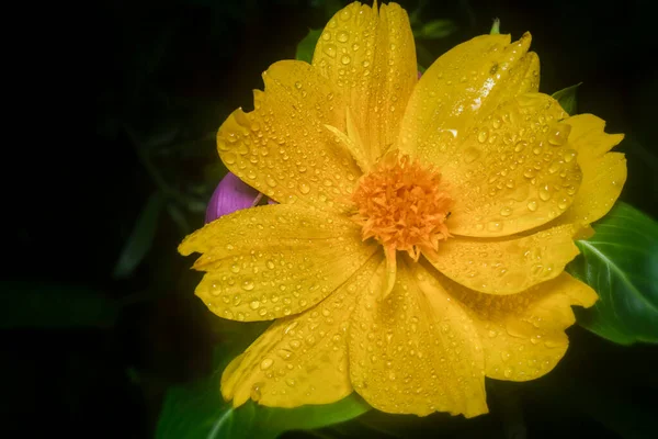 Cosmos Sulfúrico Laranja Com Pétalas Húmidas — Fotografia de Stock