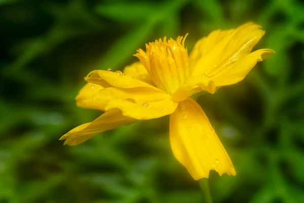 Orangener Kosmos Schwefel Mit Nassen Blütenblättern — Stockfoto