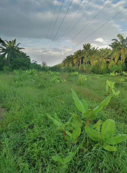 Elektrik iletim kulesinin etrafındaki sabah sahnesi 