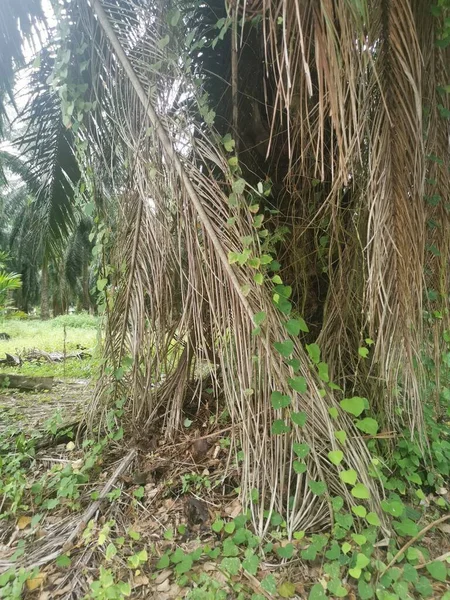 Malezas Vid Identificadas Que Cuelgan Alrededor Las Ramas Las Palmeras — Foto de Stock