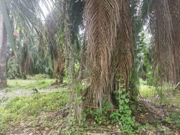 Malezas Vid Identificadas Que Cuelgan Alrededor Las Ramas Las Palmeras — Foto de Stock