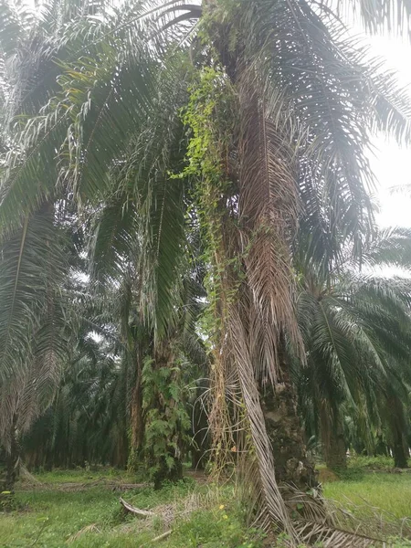 Niet Geïdentificeerde Onkruid Van Wijnstokken Die Aan Rond Palmtakken Hangen — Stockfoto