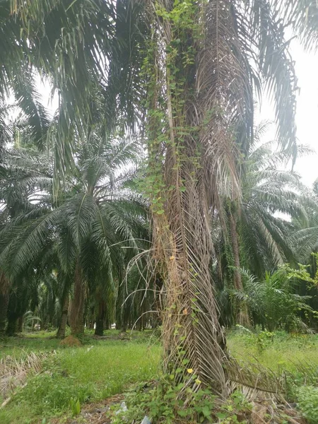 从棕榈枝或其周围垂下来的不明藤蔓杂草 — 图库照片