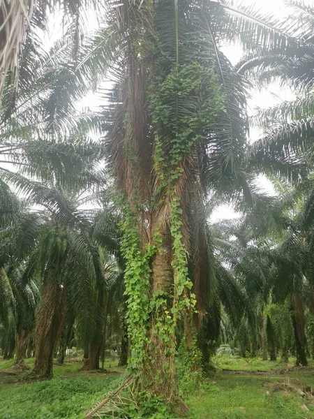 Neidentifikovatelné Popínavé Rostliny Visící Nebo Kolem Palmových Větví — Stock fotografie