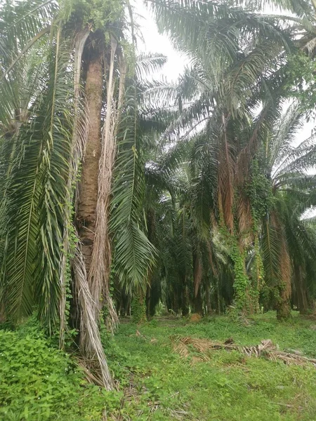 Неопознанные Сорняки Свисающие Пальмовых Ветвей Вокруг — стоковое фото