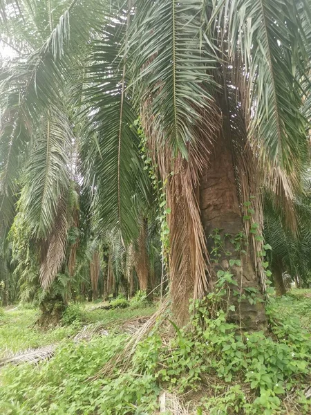 Неопознанные Сорняки Свисающие Пальмовых Ветвей Вокруг — стоковое фото