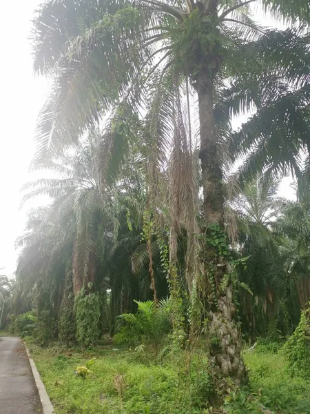 Malezas Vid Identificadas Que Cuelgan Alrededor Las Ramas Las Palmeras —  Fotos de Stock