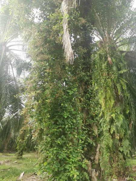 Niet Geïdentificeerde Onkruid Van Wijnstokken Die Aan Rond Palmtakken Hangen — Stockfoto