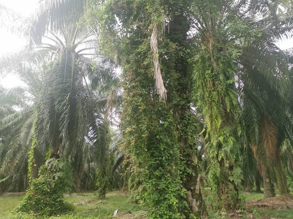 Niet Geïdentificeerde Onkruid Van Wijnstokken Die Aan Rond Palmtakken Hangen — Stockfoto