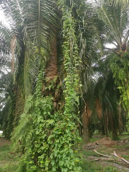 Malezas Vid Identificadas Que Cuelgan Alrededor Las Ramas Las Palmeras — Foto de Stock