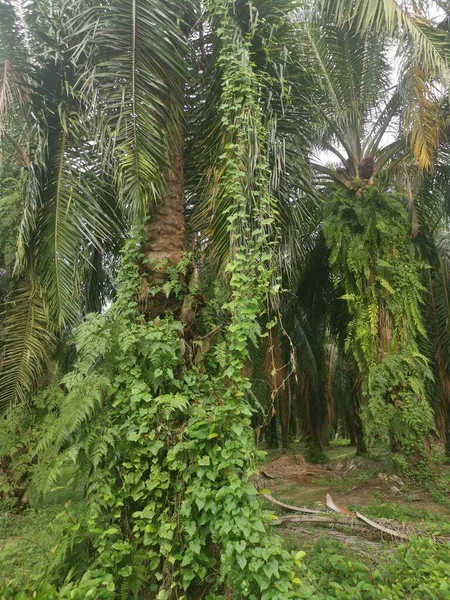 Unkraut Das Von Oder Die Palmzweige Hängt — Stockfoto
