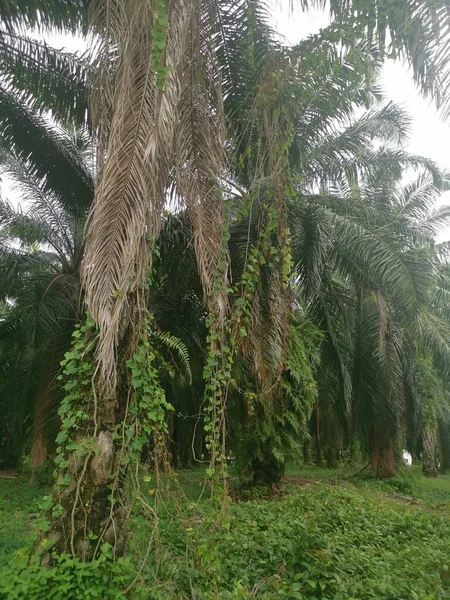 Neidentifikovatelné Popínavé Rostliny Visící Nebo Kolem Palmových Větví — Stock fotografie