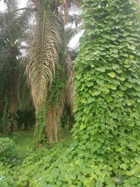 Unidentified Vine Weeds Hanging Palm Branches — Stock Photo, Image