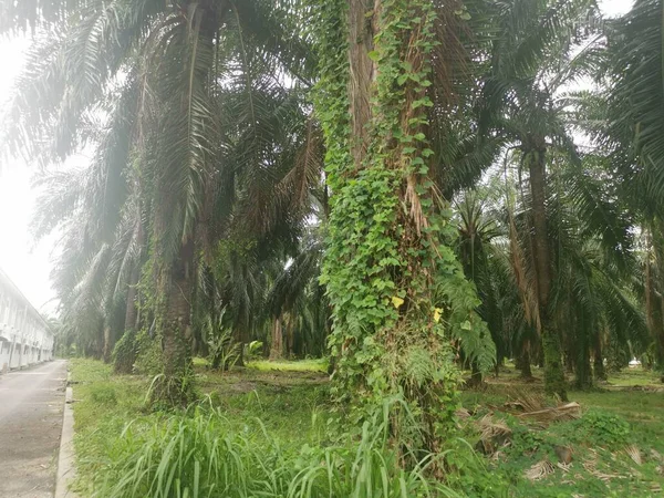 Niet Geïdentificeerde Onkruid Van Wijnstokken Die Aan Rond Palmtakken Hangen — Stockfoto