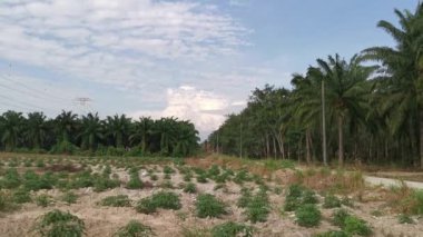 Elektrik iletim kulesinin etrafındaki sabah sahnesi 