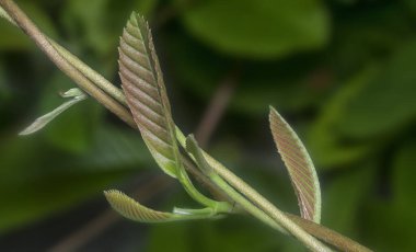 Koyu arkaplanı olan yeşil yapraklı atış.