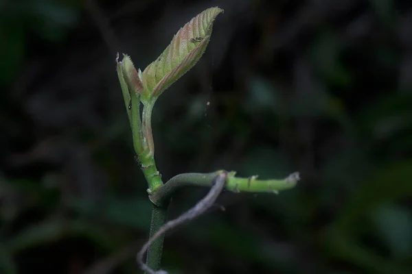 Zelené Listí Střílet Tmavým Pozadím — Stock fotografie