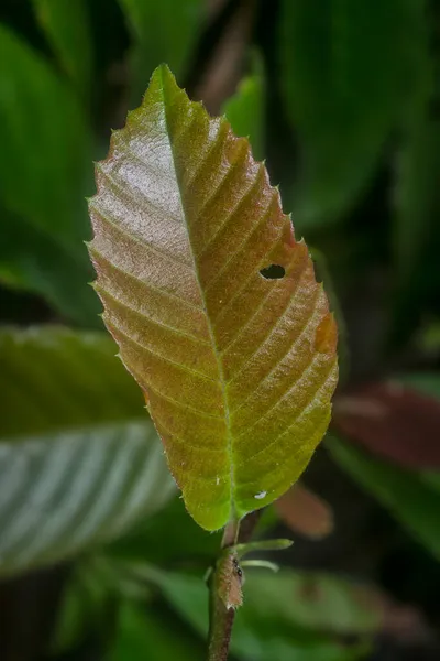 Pousse Feuillue Verte Fond Sombre — Photo