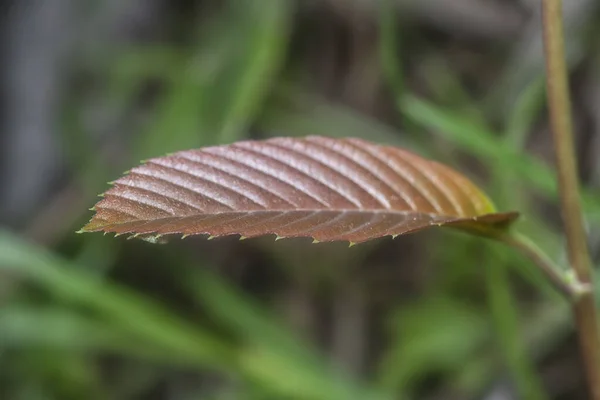 Pousse Feuillue Verte Fond Sombre — Photo