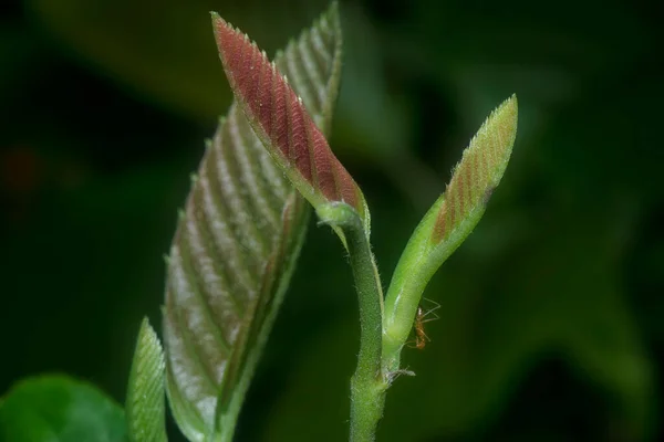 Groene Lommerrijke Scheut Met Donkere Achtergrond — Stockfoto