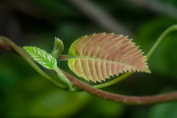 Green Leafy Shoot Dark Background — Stock Photo, Image