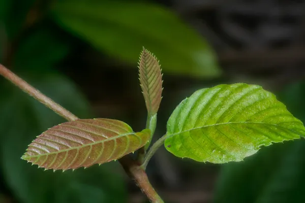 Pousse Feuillue Verte Fond Sombre — Photo