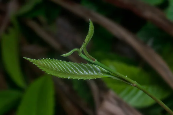 Green Leafy Shoot Dark Background — Stock Photo, Image