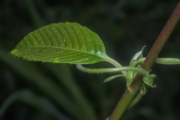 Germoglio Verde Con Sfondo Scuro — Foto Stock