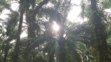 Parlak güneş ışığı palmiye yağı tarlasını aydınlatıyor..