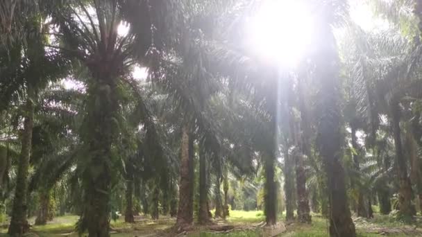 明亮的阳光照射着棕榈油种植园 — 图库视频影像