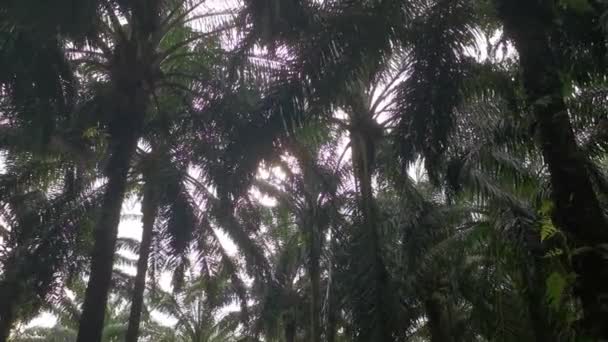 Bright Sunlight Radiating Palm Oil Plantation — Stock Video