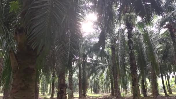 Helles Sonnenlicht Das Die Palmölplantage Bestrahlt — Stockvideo