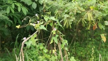 Vahşi sürünen küçük ipomoea triloba bitkisi