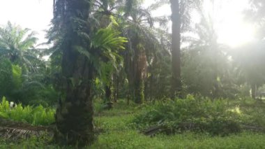 Parlak güneş ışığı, palmiye gövdesindeki asplenyum nidus 'ta parlıyor..