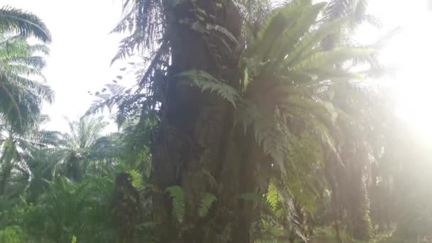 Starkt Solljus Strålar Vid Asplenium Nidus Handflatan — Stockvideo