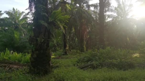 明亮的阳光照射在棕榈树干上的灵芝上 — 图库视频影像