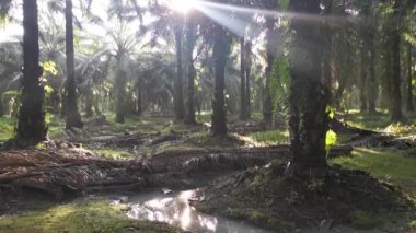 Sabah güneşi su birikintisinden yansıyor. 