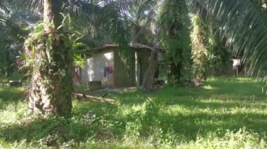 Tenha çiftlikteki beton gecekondu evi.