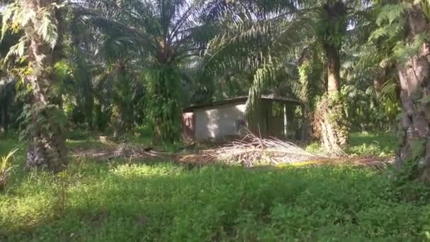 Squatter Maison Béton Dans Plantation Isolée — Video