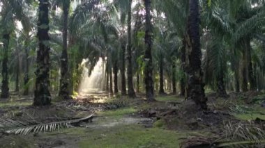 Parlak güneş ışığı palmiye yağı tarlasını aydınlatıyor..