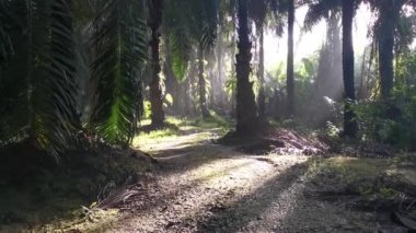 Parlak güneş ışığı palmiye yağı tarlasını aydınlatıyor..