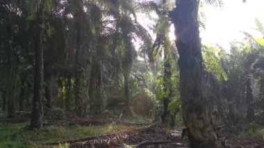 Parlak güneş ışığı palmiye yağı tarlasını aydınlatıyor..