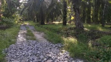 Parlak güneş ışığı palmiye yağı tarlasını aydınlatıyor..